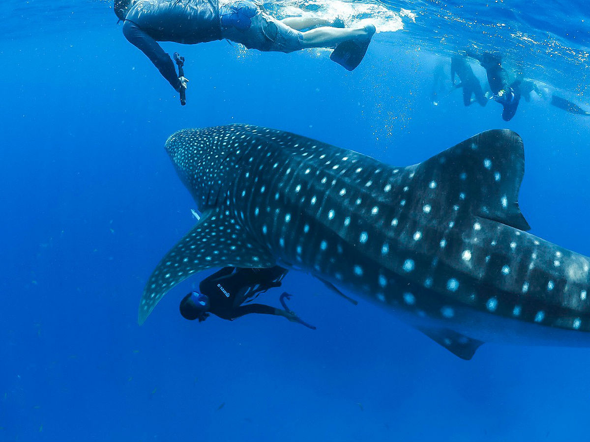 Dayang Island whale shark